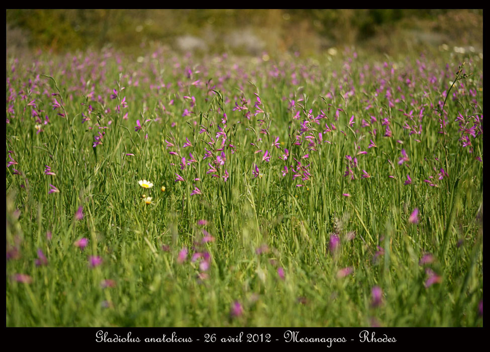 Gladiolus-anatolicus