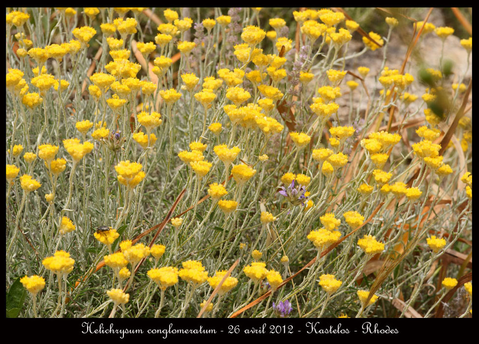 Helichrysum-conglomeratum