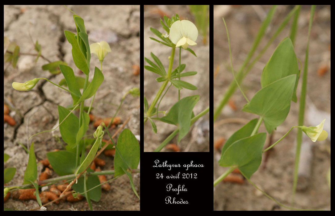 Lathyrus-aphaca