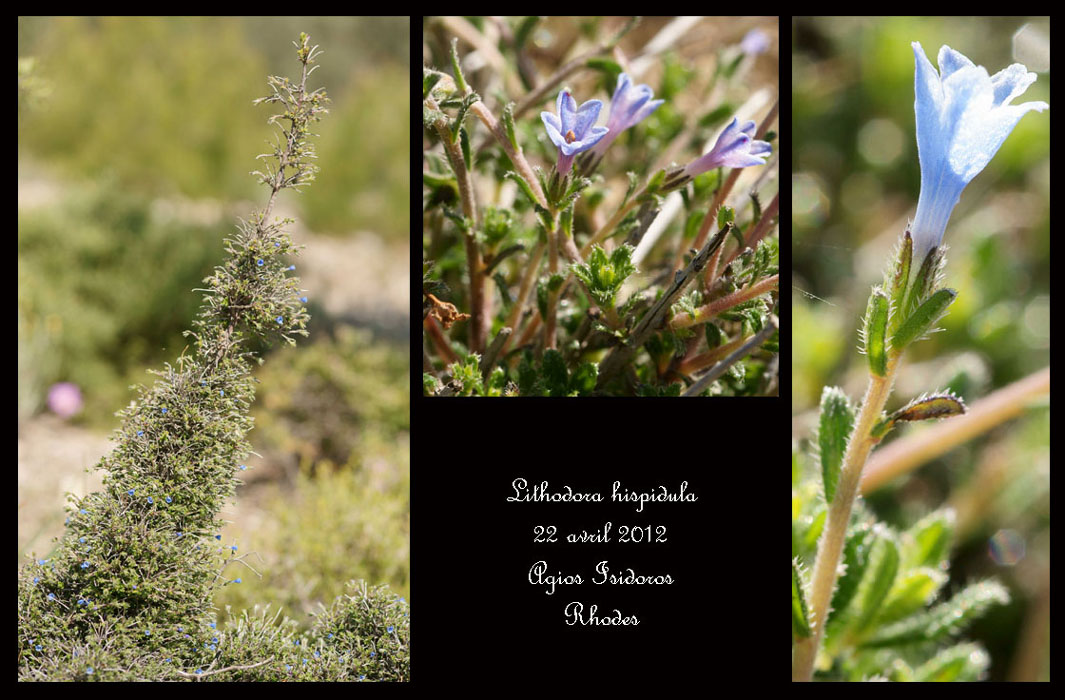 Lithodora-hispidula