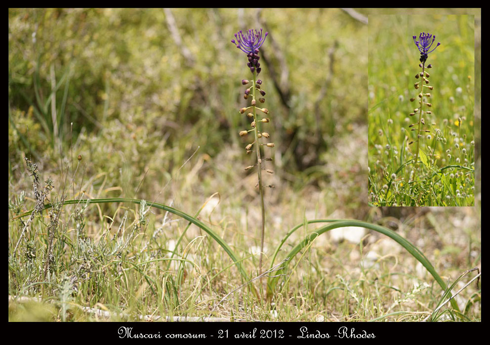 Muscari-comosum