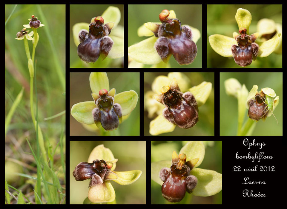 Ophrys-bombyliflora