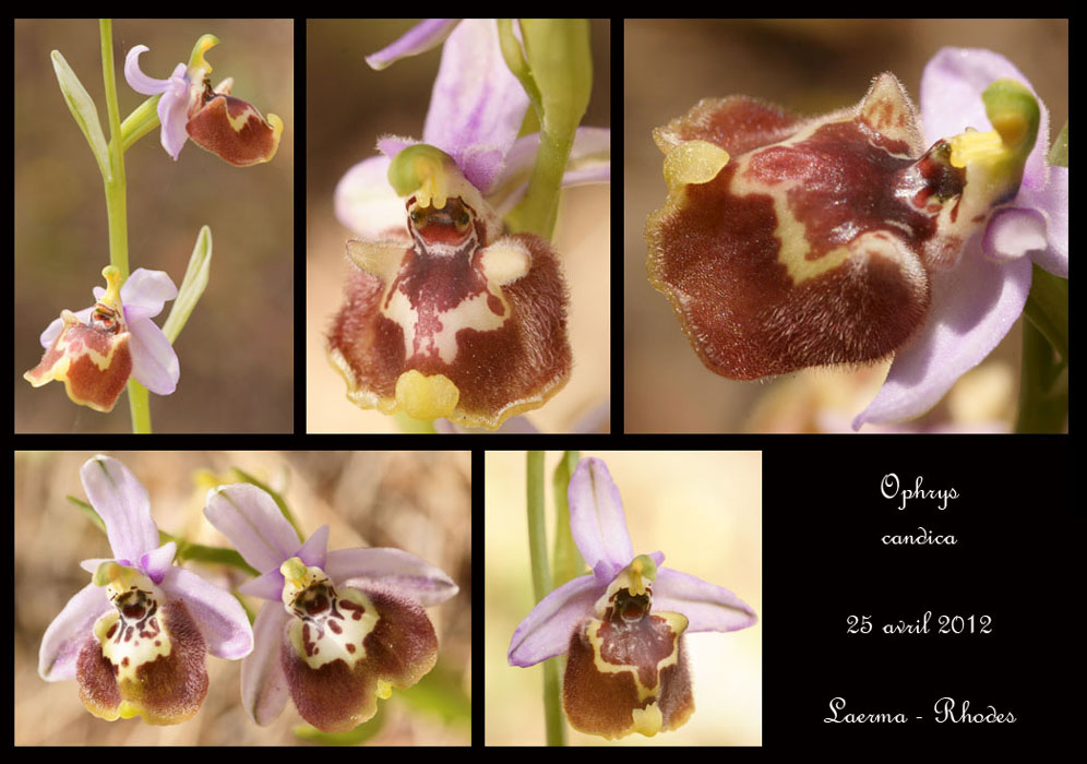 Ophrys-candica3