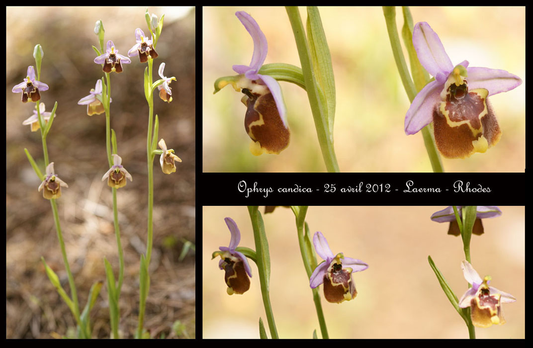 Ophrys-candica4