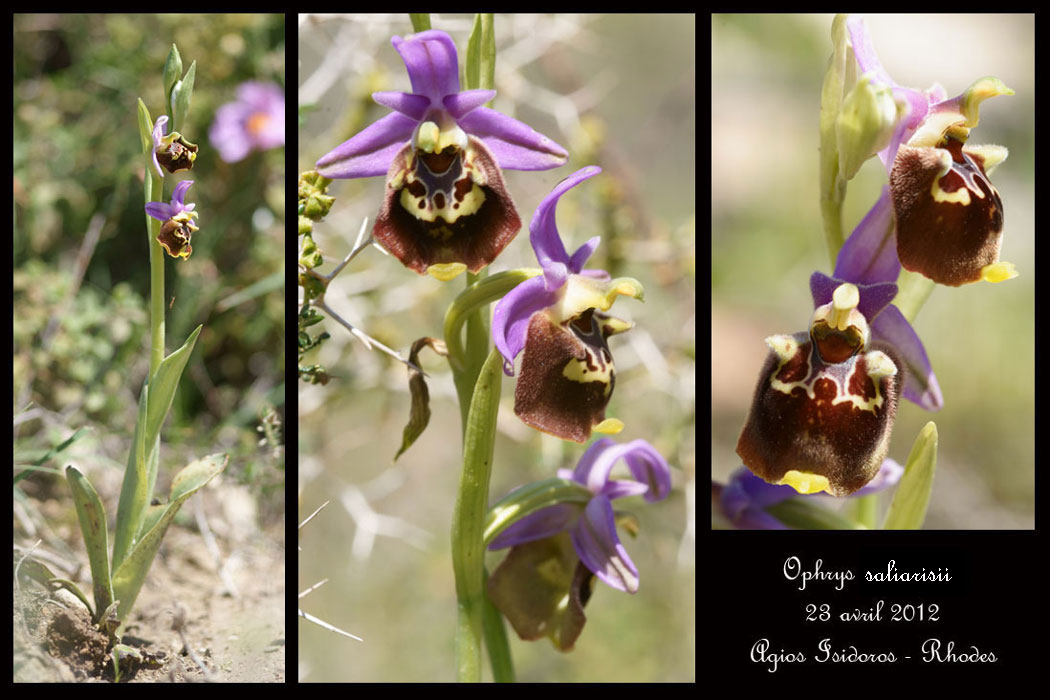 Ophrys-episcopalis