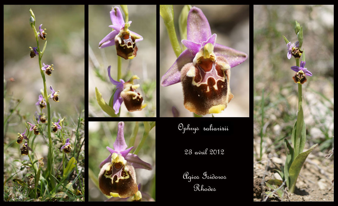 Ophrys-episcopalis2