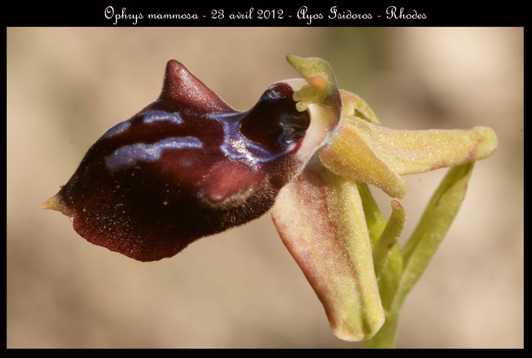 Ophrys-mammosa3