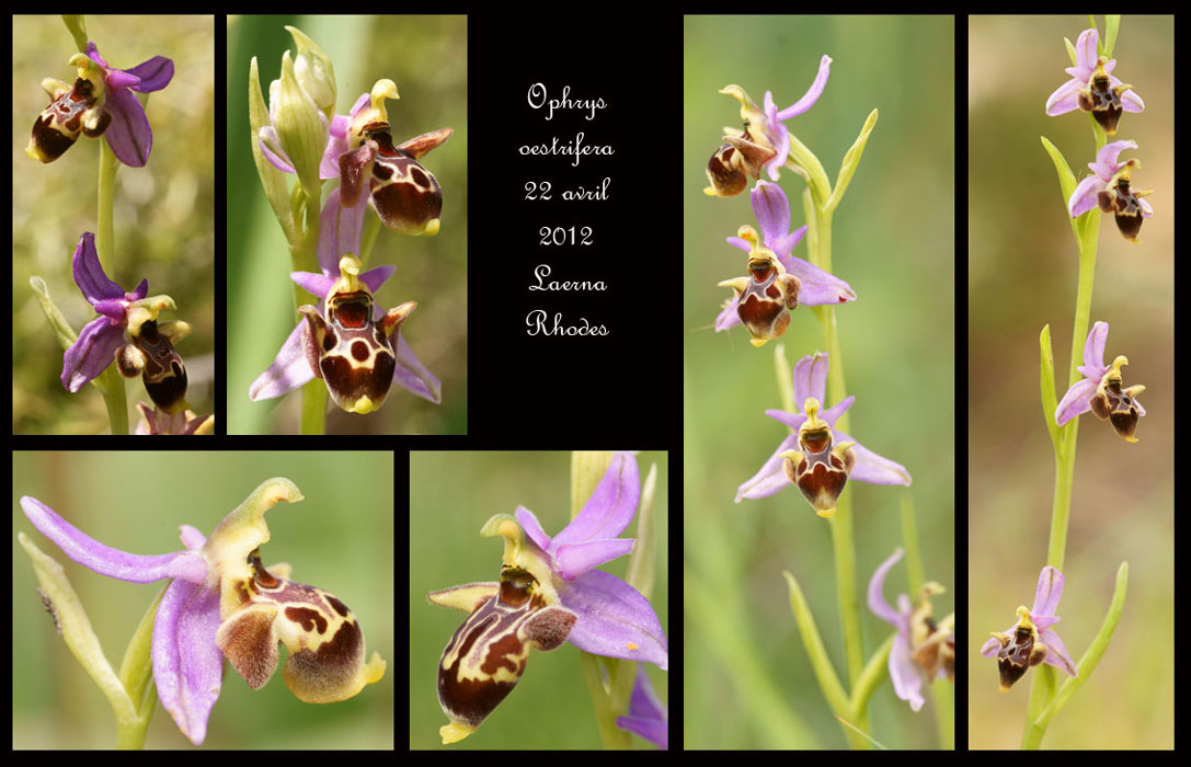 Ophrys-oestrifera2