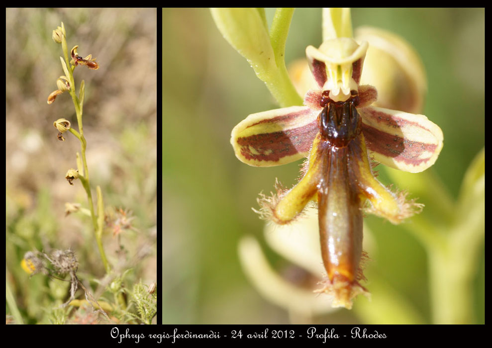 Ophrys-regis-ferdinandii2