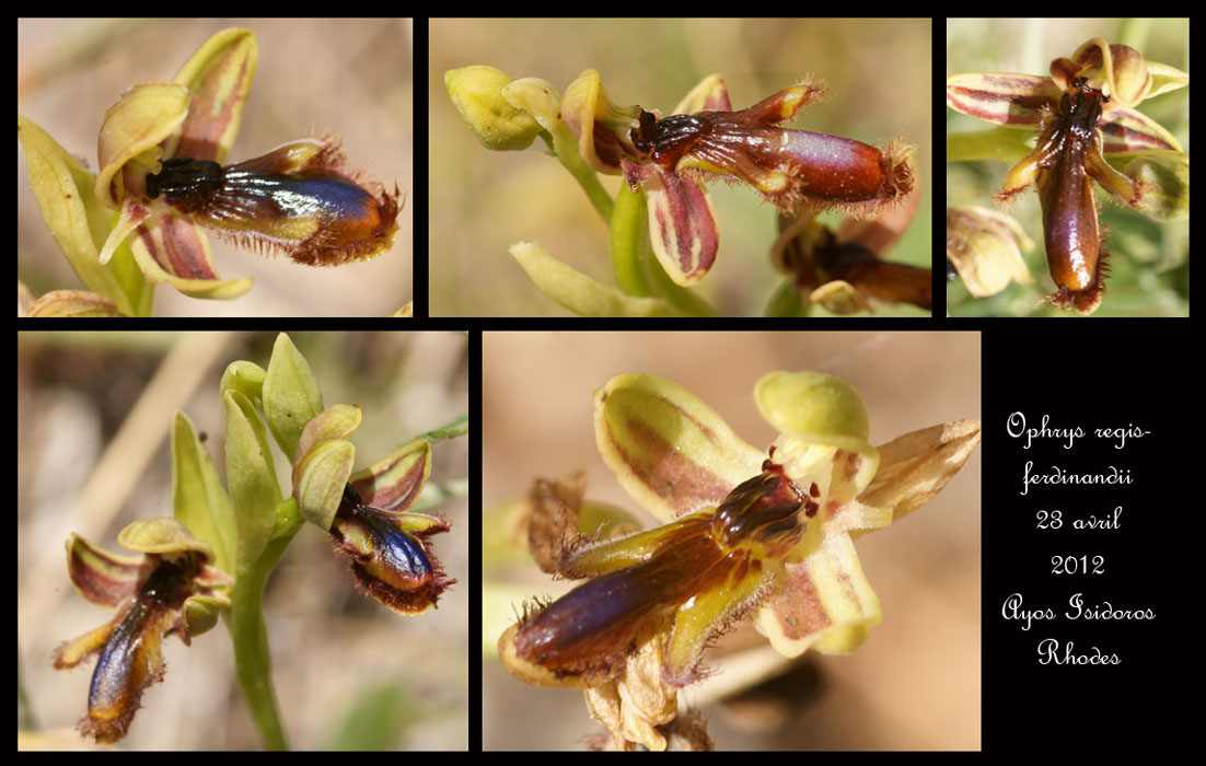 Ophrys-regis-ferdinandii3