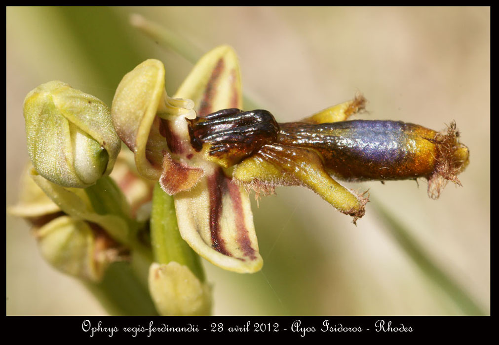 Ophrys-regis-ferdinandii4