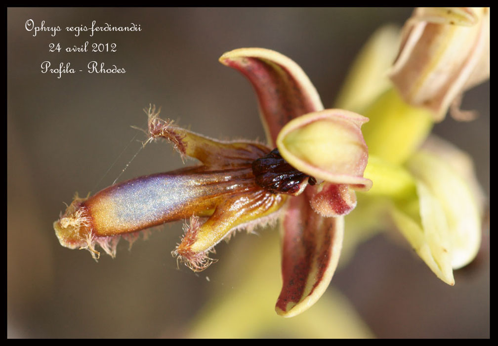 Ophrys-regis-ferdinandii6