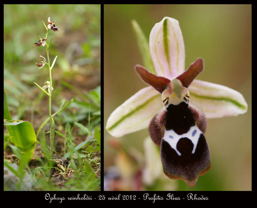 Ophrys-reinholdii