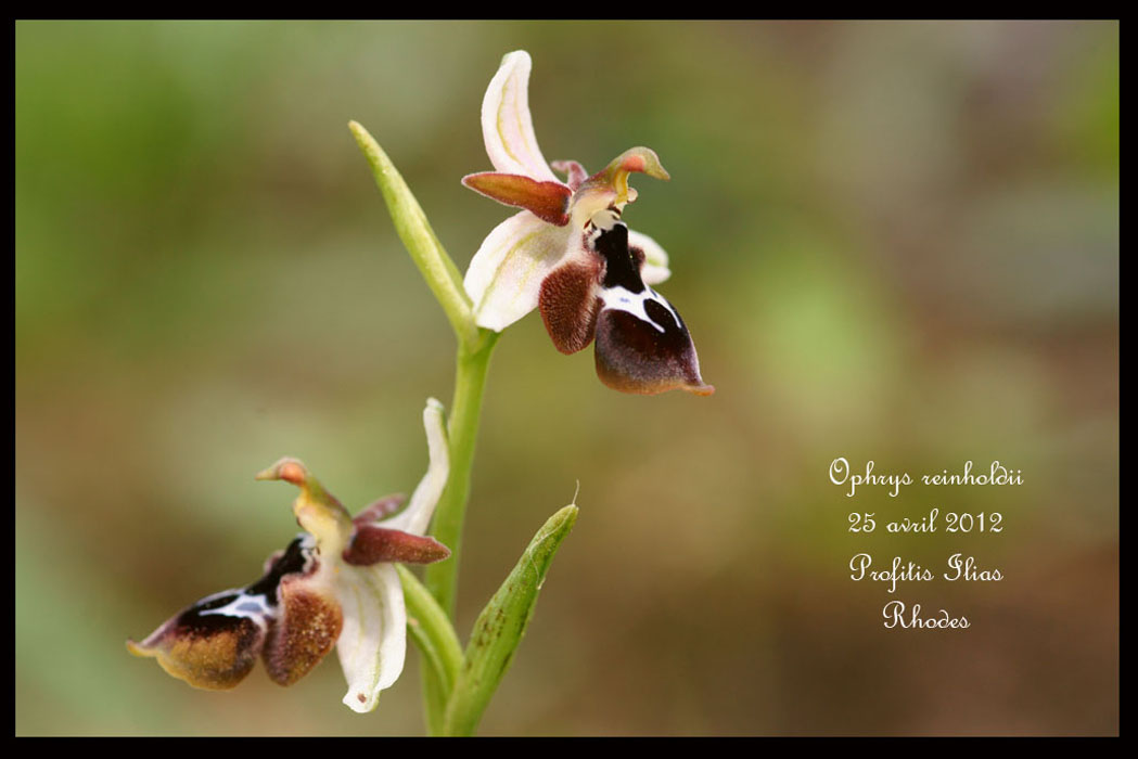 Ophrys-reinholdii2