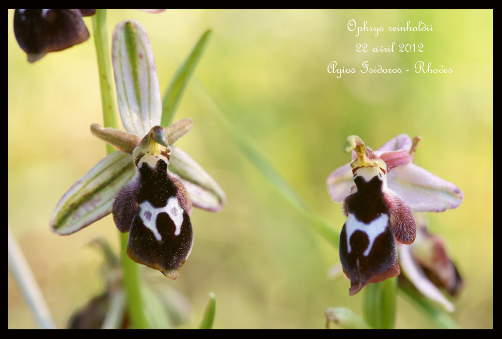 Ophrys-reinholdii3