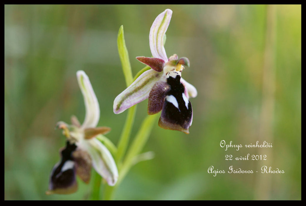 Ophrys-reinholdii6