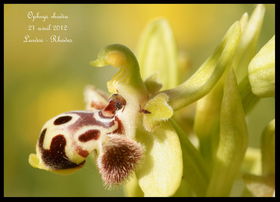 Ophrys-rhodia2