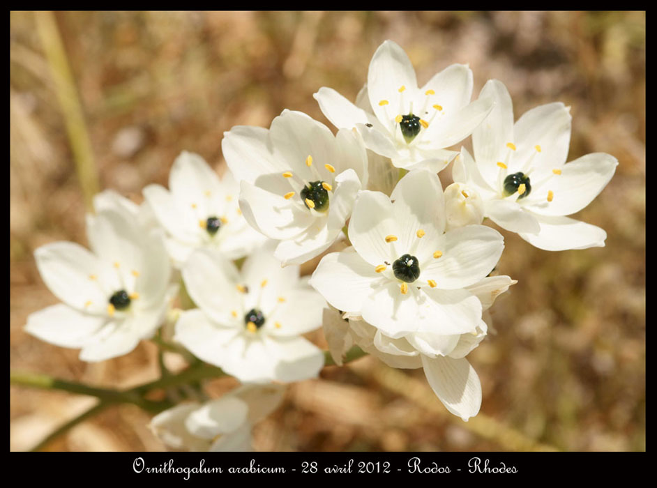 Ornithogalum-arabicum4