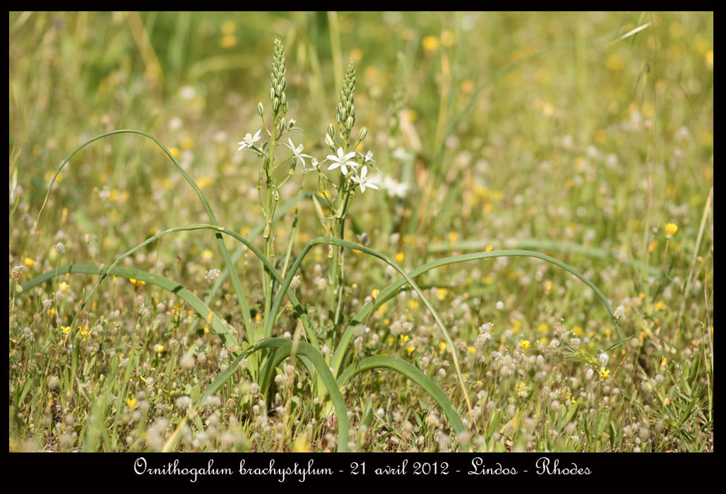 Ornithogalum-brachystylum