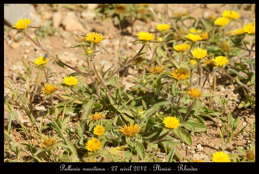 Pallenis-maritima