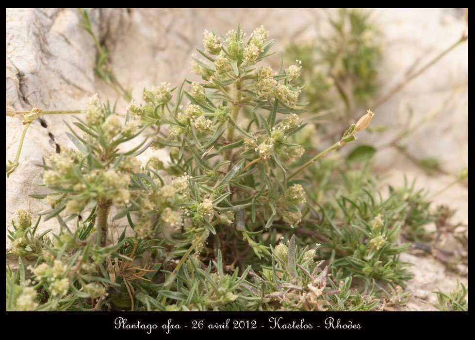 Plantago-afra