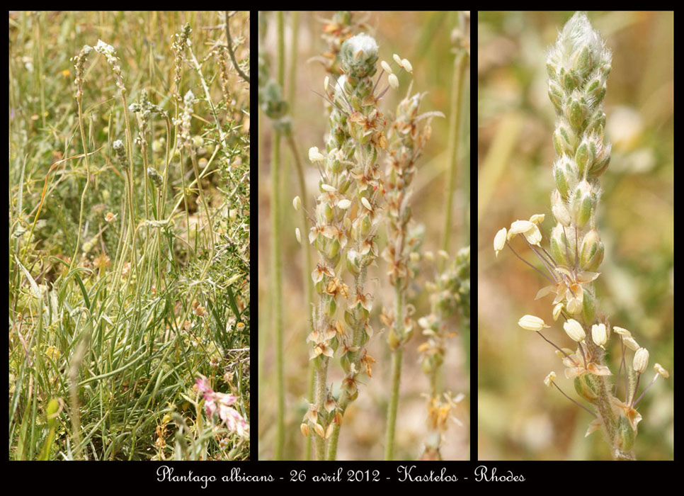 Plantago-albicans