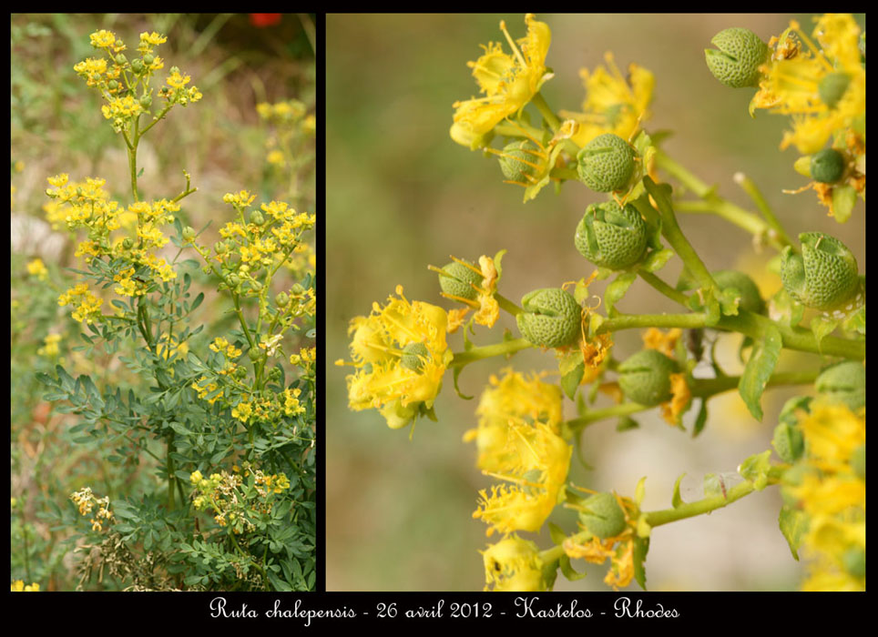 Ruta-chalepensis