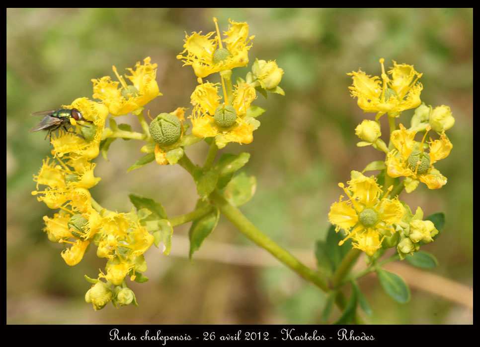 Ruta-chalepensis2