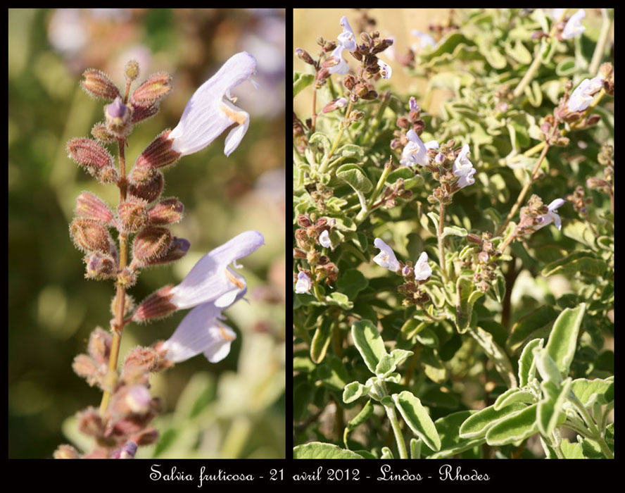 Salvia-fruticosa