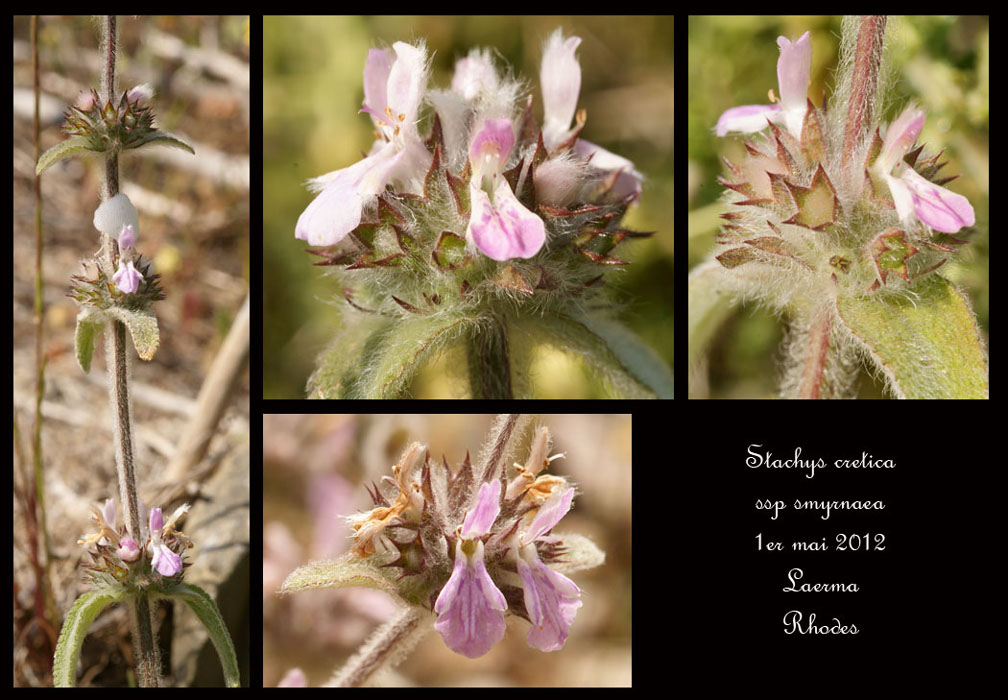 Stachys-cretica-ssp-smyrnaea