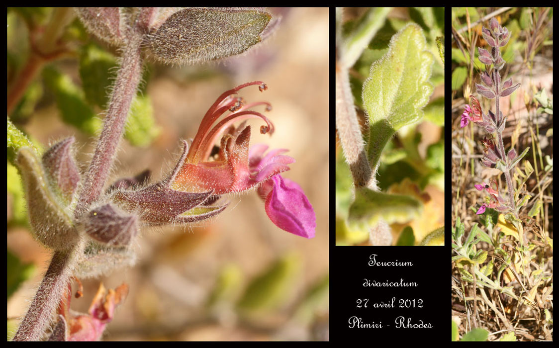 Teucrium-divaricatum