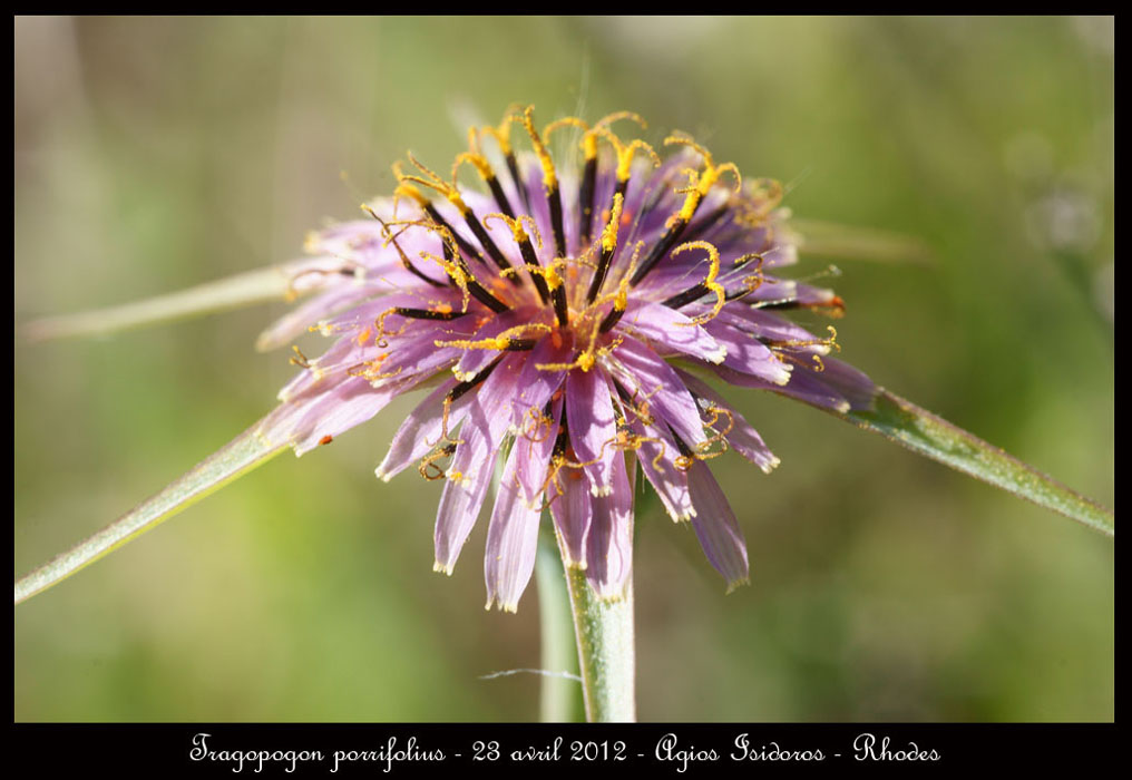 Tragopogon-porrifolius