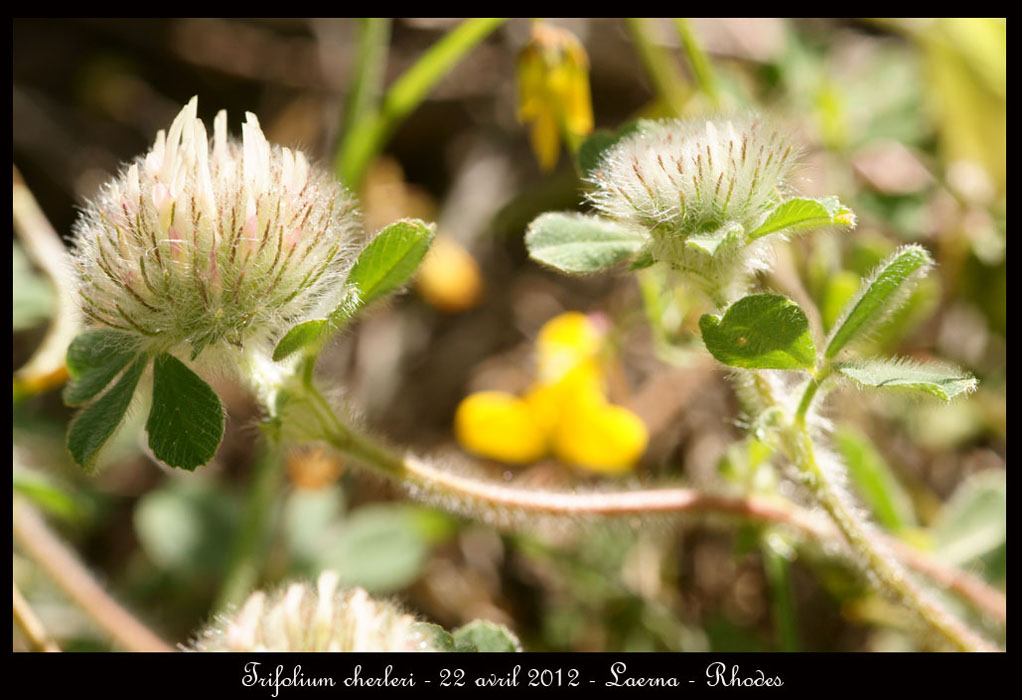 Trifolium-cherleri