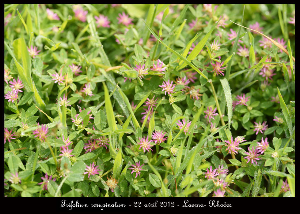 Trifolium-resupinatum2