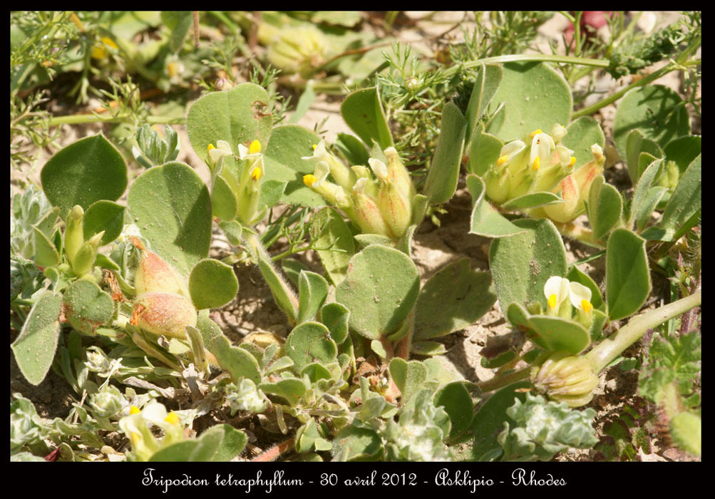 Tripodion-tetraphyllum