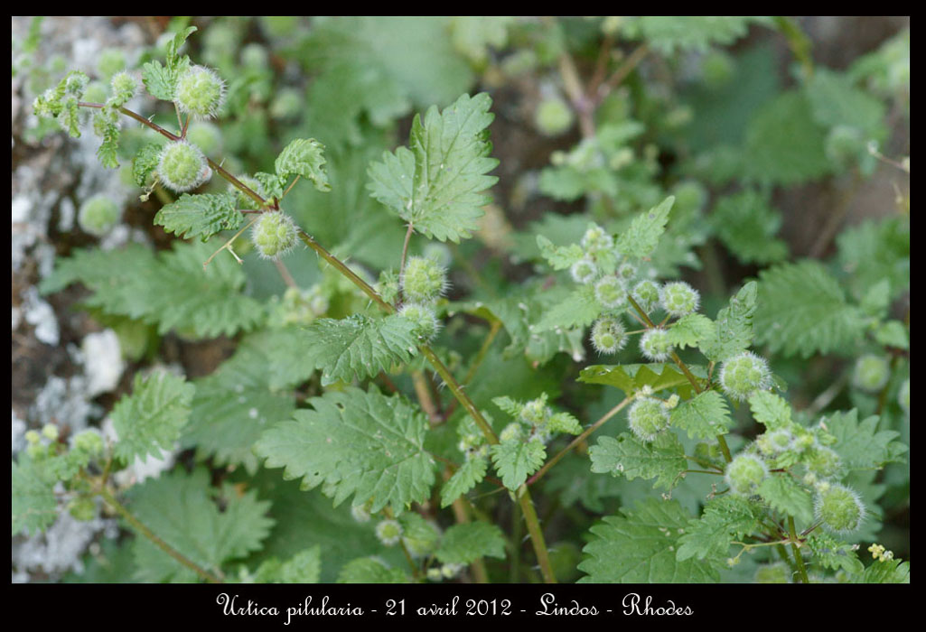 Urtica-pilularia