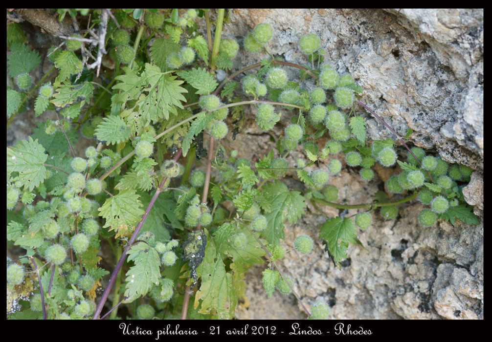 Urtica-pilularia2