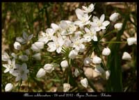 Allium-suhirsutum