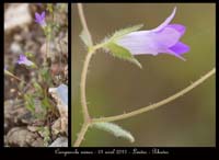 Campanula-erinus