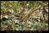 Centaurea-urvillei-ssp-armata