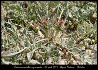 Centaurea-urvillei-ssp-armata2