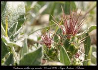 Centaurea-urvillei-ssp-armata3