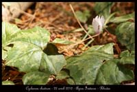 Cyclamen-rhodium