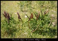 Dracunculus-vulgaris