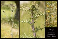 Echinops-spinosissimum