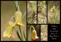 Fritillaria-rhodia