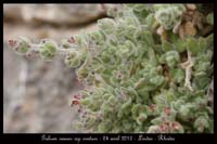 Galium-canum-ssp-ovatum---24-avril-2012---Lindos---Rhodes