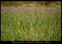 Gladiolus-anatolicus