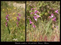 Gladiolus-anatolicus2