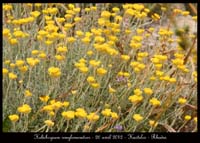 Helichrysum-conglomeratum